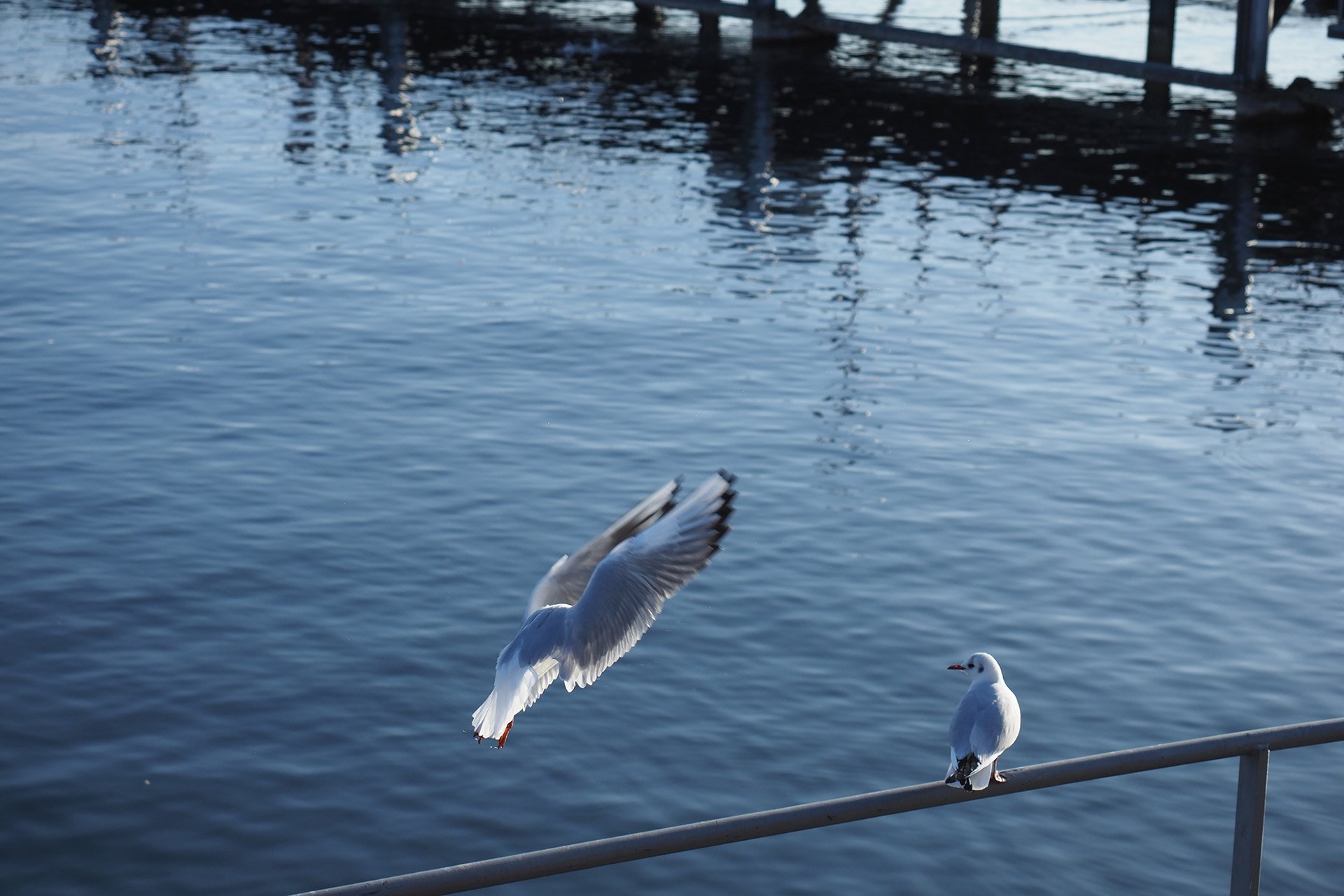 Olympus OM-D E-M1 Mark II: C-AF+Tracking, Bild 12
